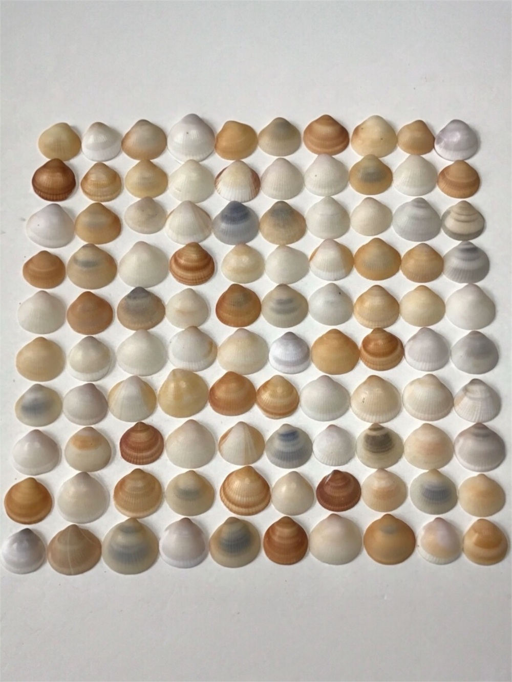 Seashells 100 Bittersweet Clam Shells 3/4” to 1” Natural Beach Decor Arts Crafts
